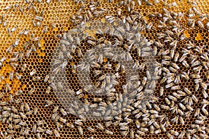 Honeycomb with bees background.