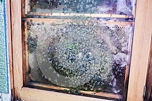 Honeycomb with bees in beehive at