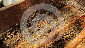 Honeycomb with bees. Bees work inside beehive. Close-up view colony of working bees