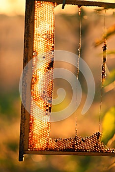 Honeycomb bees close-up and sun in the garden..