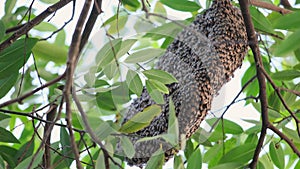 Honeycomb bees filling nectar from flower into comb and bee moving on the tree in the garden