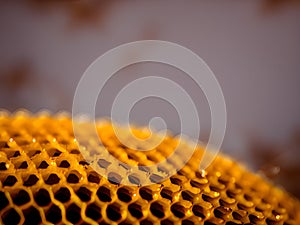 honeycomb with bees on a yellow background, AI Generated