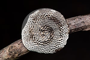 Honeycomb bracket fungus, Hexagonia tenuis Polyporaceae photo