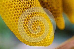 Honeycomb cells close-up