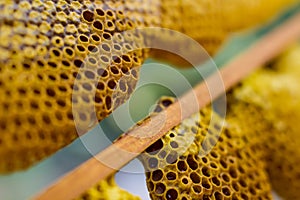 Honeycomb cells close-up