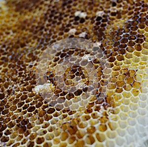 Honeycomb close up shot, Nature ingredient
