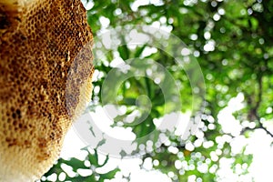 Honeycomb close up shot with tree background