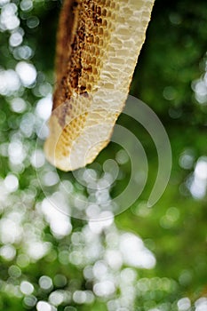 Honeycomb close up shot with tree background