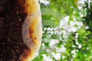 Honeycomb close up shot with tree background