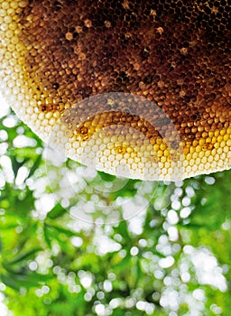 Honeycomb close up shot with tree background