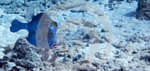 Honeycomb Cowfish