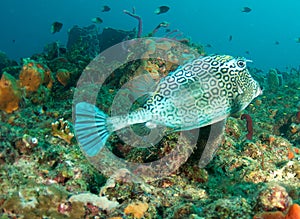 Honeycomb Cowfish