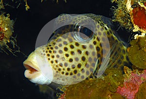 Honeycomb cowfish