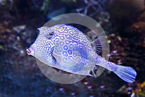 Honeycomb cowfish Acanthostraction polygonius underwater in the tropical caribbean sea