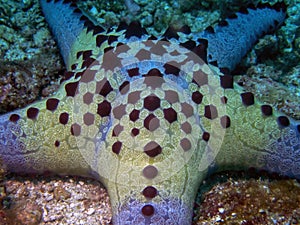 Honeycomb Cushion Star Pentaceraster alveolatus