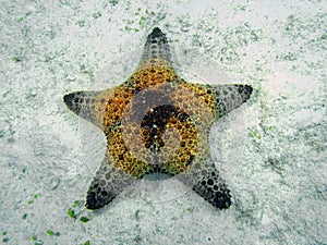 Honeycomb Cushion Star Pentaceraster alveolatus