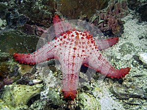 Honeycomb Cushion Star Pentaceraster alveolatus