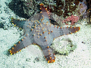 Honeycomb Cushion Star Pentaceraster alveolatus