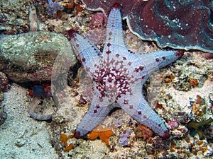 Honeycomb Cushion Star Pentaceraster alveolatus