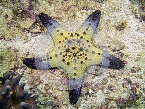 Honeycomb Cushion Star Pentaceraster alveolatus