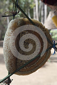 Honeycomb from forest for sale in local market