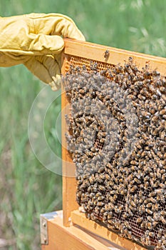 Honeycomb frame from a beehive hold by a hand