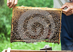 Honeycomb frame with bees on it.