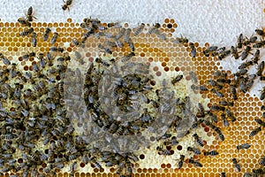 Honeycomb full of bees. Beekeeping concept.