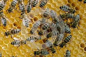 Honeycomb full of bees. Beekeeping concept.