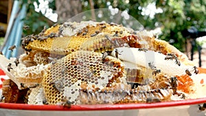 Honeycomb full of fresh organic honey being collected in tray and prepare for pumping honey into the bottle.  Concept of apicultur