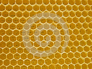 Honeycomb. Geometric, closeup. Yellow Honey cells texture background. Concept of beekeeping