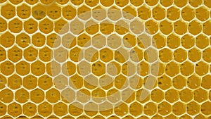 Honeycomb. Geometric, closeup. Yellow Honey cells texture background. Concept of beekeeping