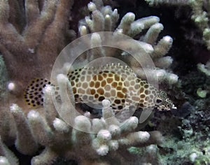 A Honeycomb Grouper Epinephelus merra