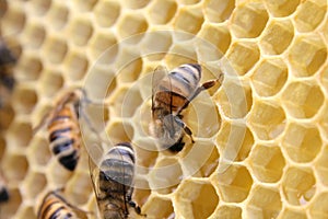 Honeycomb inside the beehive with bees at work.