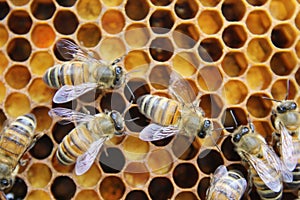 Honeycomb inside the beehive with bees at work.