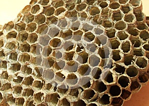Honeycomb macro detail