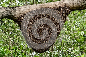 Honeycomb with many bees hanging on the branch of tree