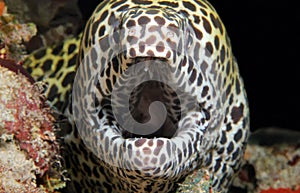 Honeycomb Moray