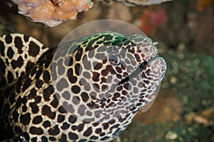 Honeycomb Moray Eel