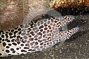 Honeycomb Moray Eel