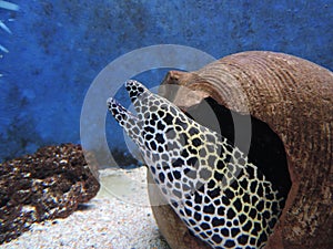 Honeycomb Moray Eel climbs out of its hiding place with its mouth open