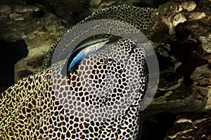 HONEYCOMB MORAY EEL gymnothorax favagineus WITH A BLUESTREAK CLEANER WRASSE labroides dimidiatus, SOUTH AFRICA