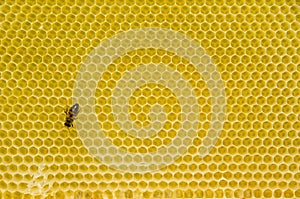 Honeycomb pattern with bee