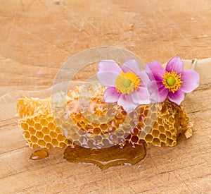 Honeycomb and pink flowers