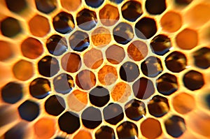 Honeycomb