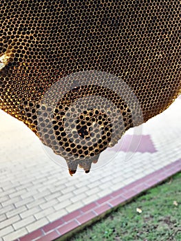Plástev medu zbývající po přírodní 