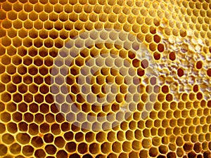 Honeycomb shapes