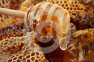 Honeycomb slice closeup background