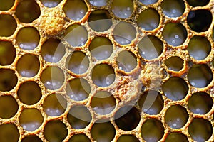 Honeycomb with small larvae of bees