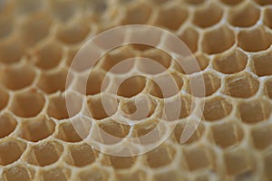 Honeycomb stored dry out in grey background